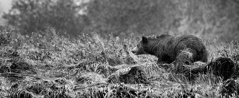 Grizzly in the Grass.jpg